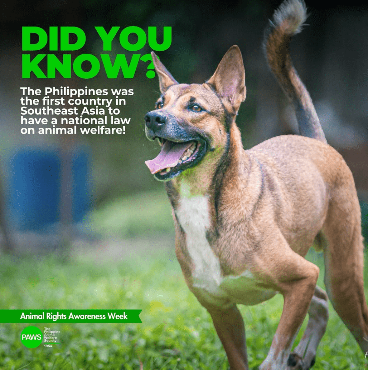 Pag-unawa sa Batas sa Kapakanan ng mga Hayop ng Pilipinas